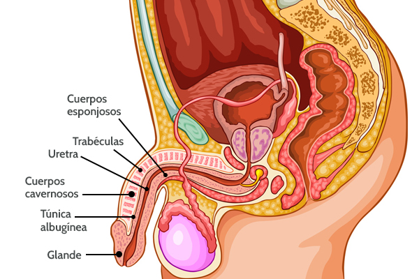 anatomia del pene Boston Medical Group España